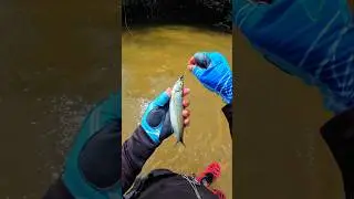 hari yang indah #flyfishing #maxcatch #yglepaslagibesor