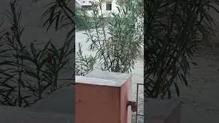 Thenchittu #sunbird #natureguy