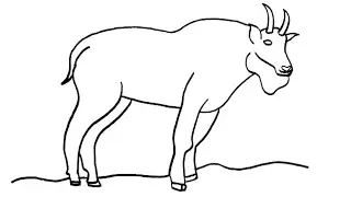 How to Draw a Mountain Goat | Easy Step by Step Drawing Tutorial for Beginners @XYZArts007