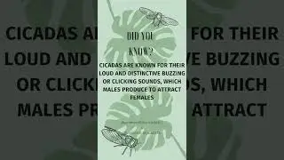 Summer of the Cicada #broodXIII #broodXIX