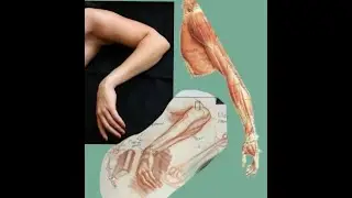 Zeichnen: Hand und Vorarm (Gestik, Stuktur)