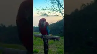 #viral #shorts #macaw #birds #pets #parrot #cute #cuteparrot #nature #trending #youtube #shortsvideo