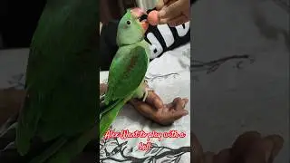 parrot habits ❤️💝#parrot #birds #viralvideo #shorts #shortsvideo2025