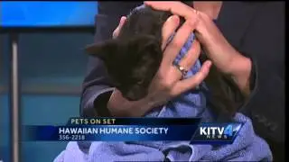 Pets On Set: Kittens looking for a happy home