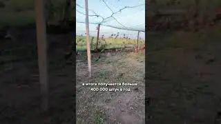 Можно ли поднять десятки тысяч евро на перепелиных яйцах? #агро