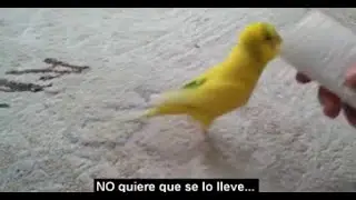 PEGASUS PANHEAD | Siempre Juntos &ldquo;Amor Animal&rdquo;