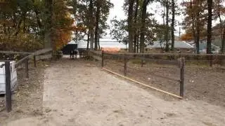 Ponykudde gaat naar de wei Manege Snorrewind Markelo