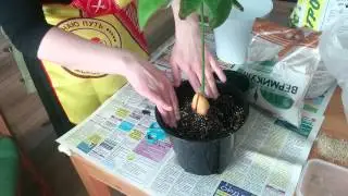 Авакада пересадка