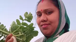 #मूली हार्वेस्ट in my tarec garden 🌿🍀 and other vegetables harvest☘️☘️