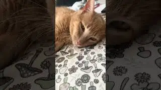 @chelasaurus: Мой бедный старик 😭 #кот #любителькошек #кошечка