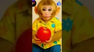Baby monkey 🐒eating apple and smiling😁🧡😍#babyprimate #babymonkey #shorts #funny #funnyanimals