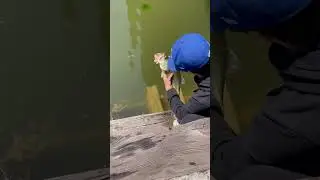 Not a bad one. #fypシ #fish #fishing #bass #shorts #short #youtubeshorts #youtube #shortsfeed