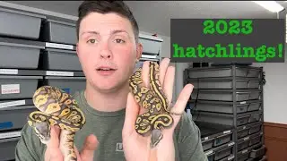 Halfway through our Clutches! Highlighting hatchlings from the 2023 seasons first clutches.