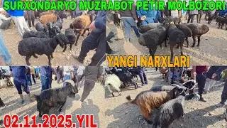 MUZRABOT PETIR MOLBOZORI ONA BOLA Q&Ograve;YLAR QO'CHQOR ECHKILAR Q&Ograve;ZILAR YANGI NARXLARI 02.11.2025.Yil