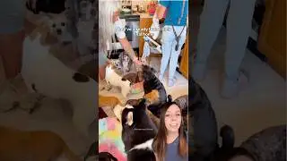 Женщина приютила более 2700 пожилых собак, которым негде было дожить свои последние дни 🥺