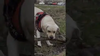 Лабрадор злиться