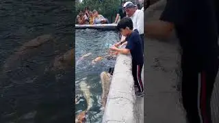 los peces chupones