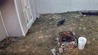 Smart Cameras for Backyard Dog Monitoring: Keep Your Pup Safe!