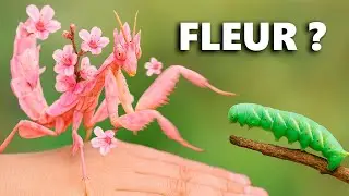 Cet Insecte se Fait Passer Pour Une Fleur Pour Chasser…