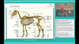 Sattelpassform – braucht mein Pferd wirklich mehrere Sättel?
