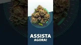 Master Kush - StrainView