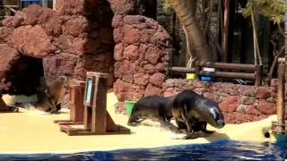 P&aacute;jara   La Lajita   Oasis Park   Zalophus californianus 0 03 ies