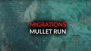 MIGRATIONS - MULLET RUN | ACCURATE FISHING (Part 3)