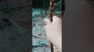 TREE Transformation.