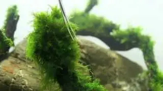 Trimming moss without the mess