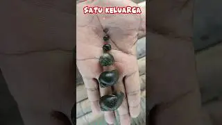 keong atau siput nya punya keluarga gaes #keong #siput #bekicot #mancing