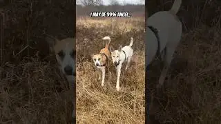 Arab Village Dogs - Cutest Double Trouble ❤️