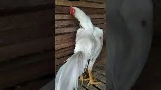 White Shamo Eropa