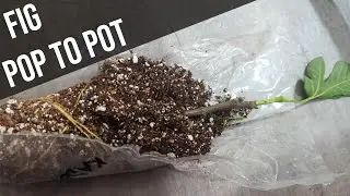 Fig pop up potting, when to do it and how to do it..... not really well. Zone 8b