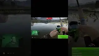 Best Gold Tench Streak Cotw The Angler