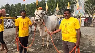 నరసరావుపేట న్యూ కేటగిరి 5జత.RVS బుల్స్_చినపులిపాక గ్రామం_తోట్లవల్లూరు మండలం_