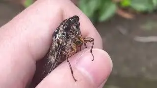 Floury Baker Cicada - Peg Leg (Aleeta curvicosta) - Part 1 (2023-01-20)