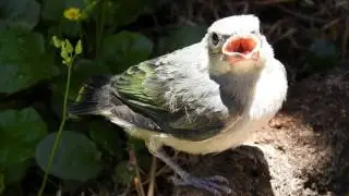 SAYACA TANAGER cub fell from the nest and calls his parents (THRAUPIS SAYACA), SANHA&Ccedil;O-CINZENTO.