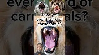 Behind every great canine is a great carnassial 🦷#Tooth #Teeth #Molar #Premolar #Carnivore