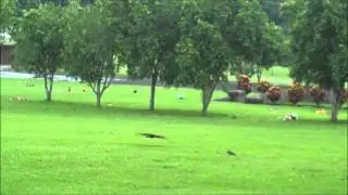 Falconry Training Day
