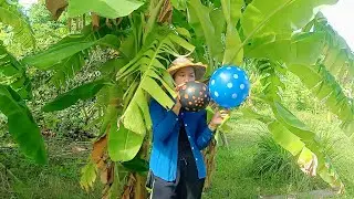 Learn Color Balloon Video In Banana Farm Collection In 2022, Holilife Show
