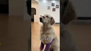 Dog&rsquo;s personal exclusive skills#funny #foryou #pet #dog #funnyanimals