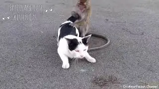 Funniest Monkeys 🐵Annoying Cats 🙀Video Compilation