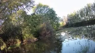 Kopper Live Target Frog Lure