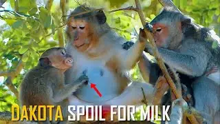 Spoil Monkey! Brat Dakota Very Spoil Crying Seizure For Milk but Duchess Eye Warning