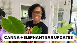 Elephant Ear Plant Update |  Canna Lily Tuber Update | Elephant Ear Plant Care | When to Move Out