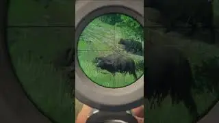 Diamond cape buffalo from 40 meters! #hunting #thehuntercallofthewild #gaming
