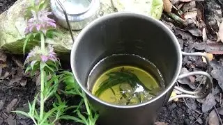 Horsemint Tea