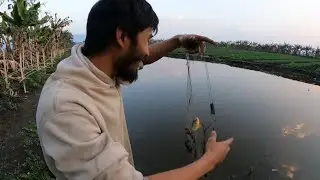 catching fish for Wednesday market