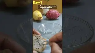 How to grow Dragon plants from fruit seeds at home? #dragonfruit #shortsfeed