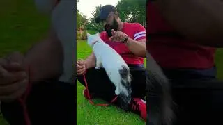 cutie reaction #wait till end#😍😍#obedient #shorts#yasirview